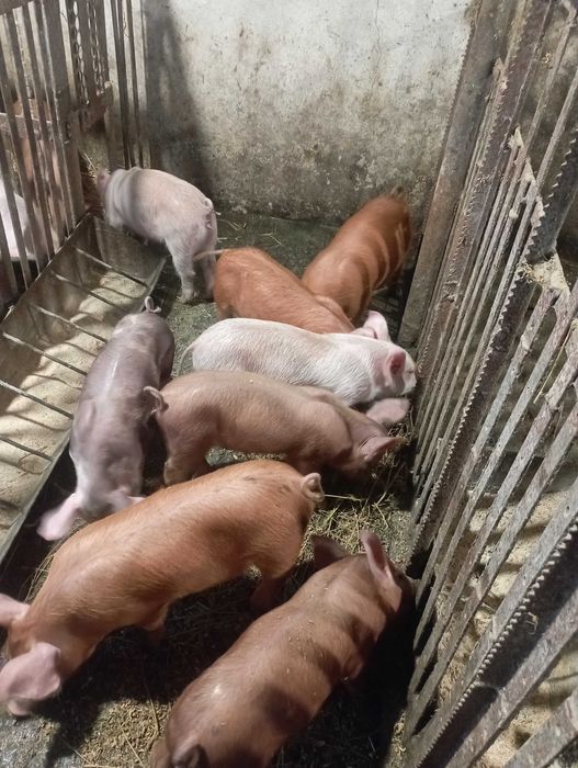 Поросята м'ясна порода