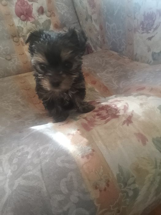 Yorkshire Terrier macho
