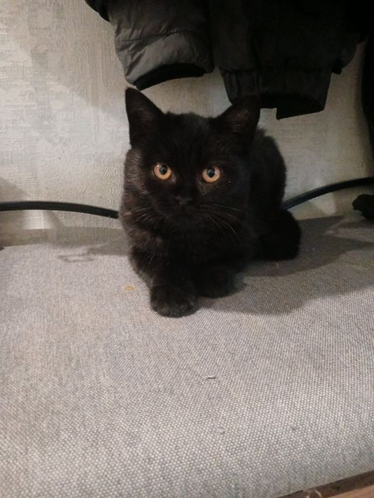 Продам котенят британці