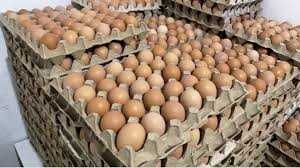 Інкубаційне яйце Росс 308 | Преміум бройлер | OLX