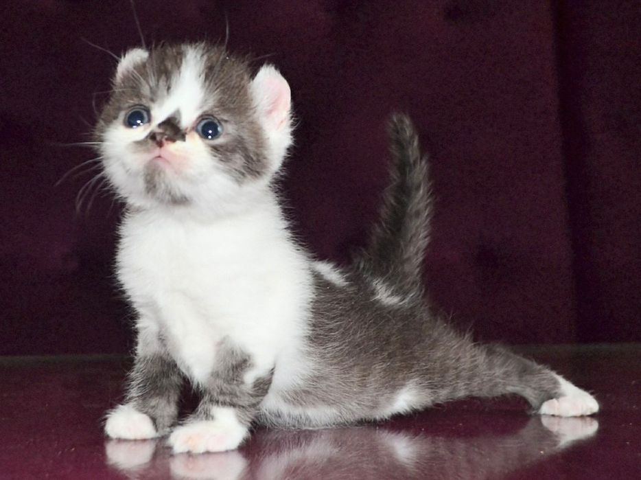 Малыш кинкалоу лонг