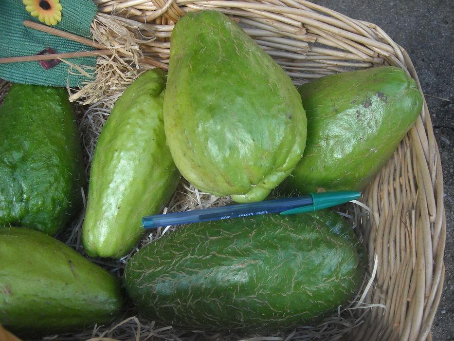 Laranjas limões ovos tomarilhos e chuchus  biológicos