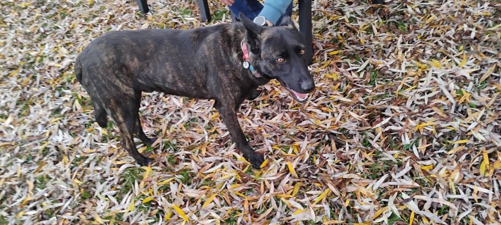 Ares szuka domu na zawsze