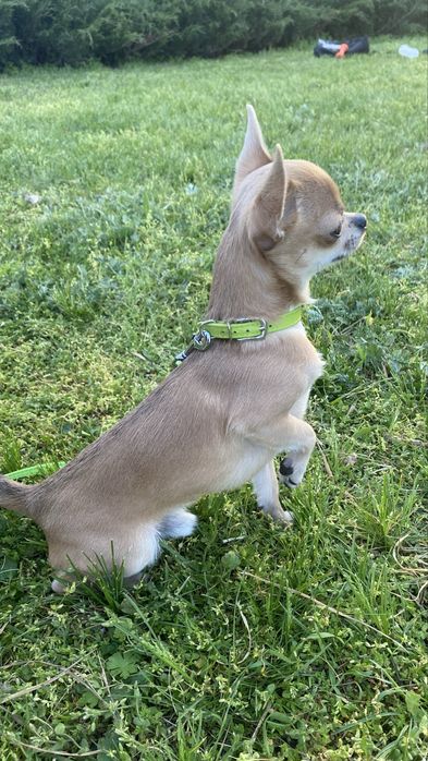 Вʼязка чіхуахуа міні, 2кг