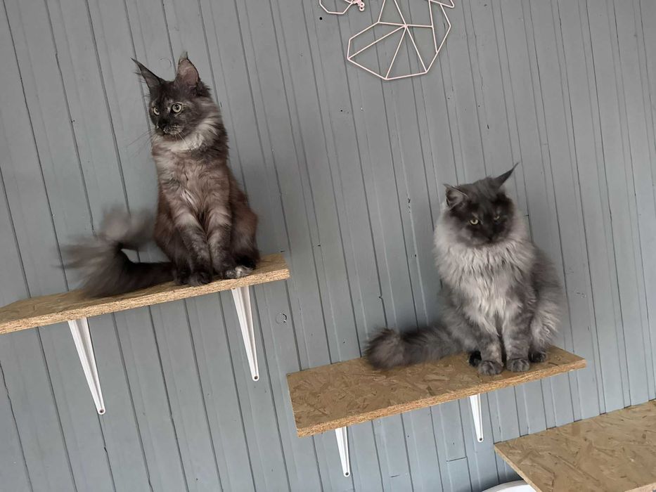 Maine coon fpl wyjątkowe umaszczenie kremowe ze srebrem