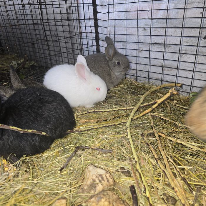 Кролі 2 місяці,ціна 250 грн/шт,термонський білий.