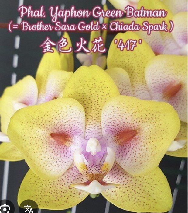 Молоді рослини орхідеї