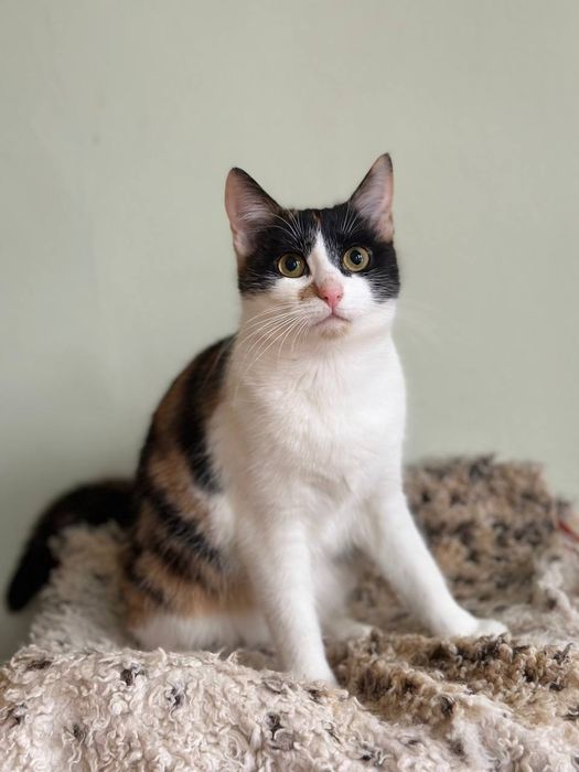 Кошенятко у хороші руки