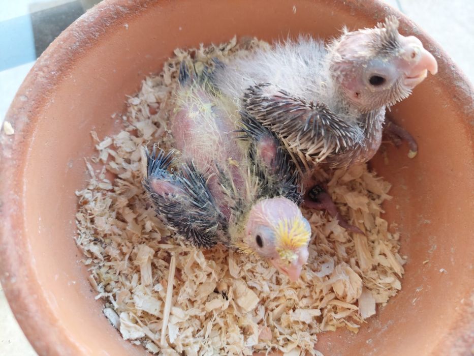 Aves criadas a mão