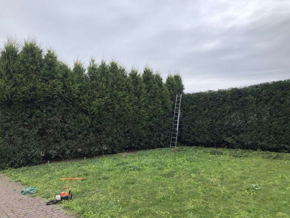 Стрижка туй, стрижка живоплоту, стрижка рослин, садівник, ландшафтний