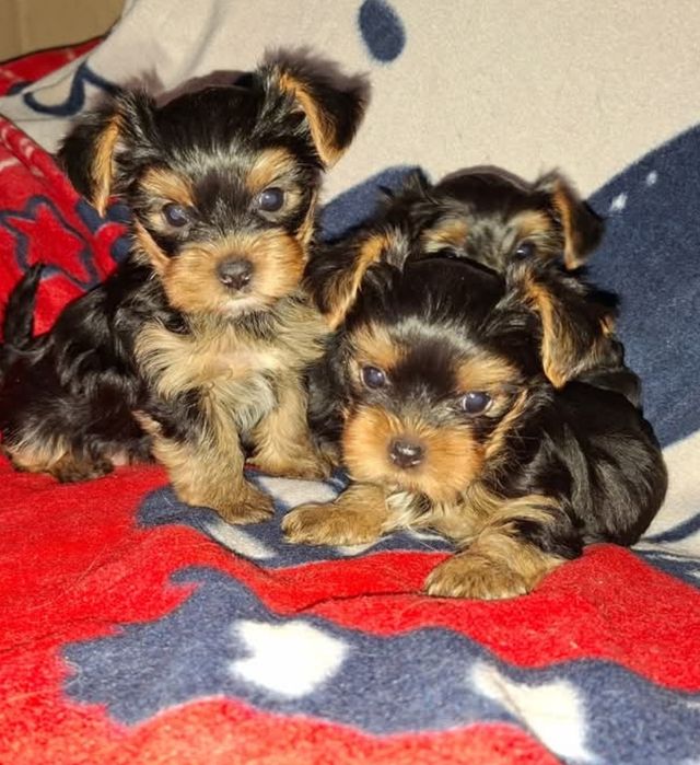 Yorkshire  szczenię