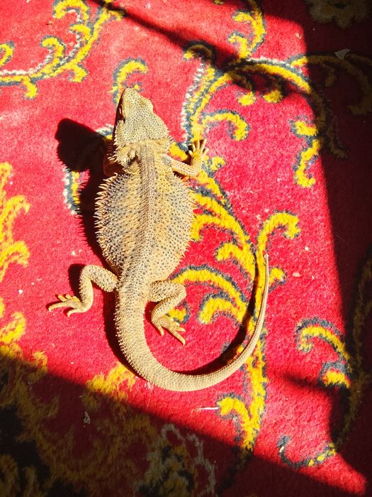 Agama brodata samica 4 lata
