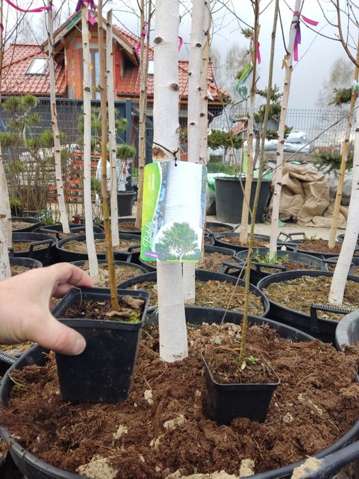Brzoza doorenbos sadzonki w 3l doniczce  45 zł  w p9  -12 zł