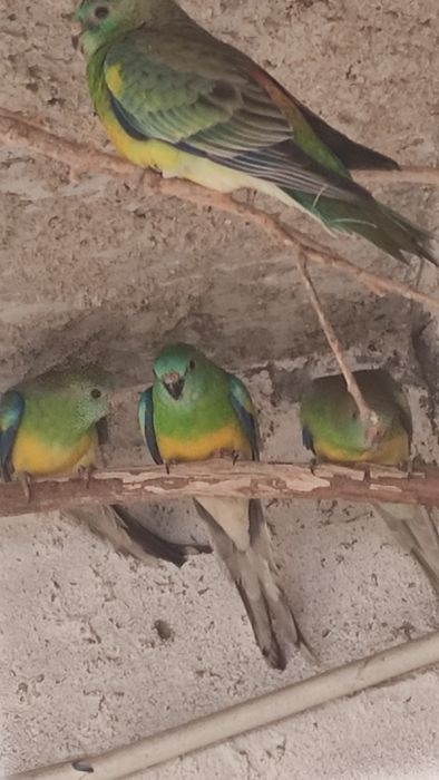 Diamantes gould aves de boa linhagens