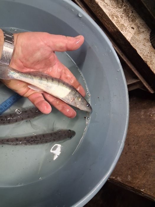 Złota orfa amur sandacz karp koi