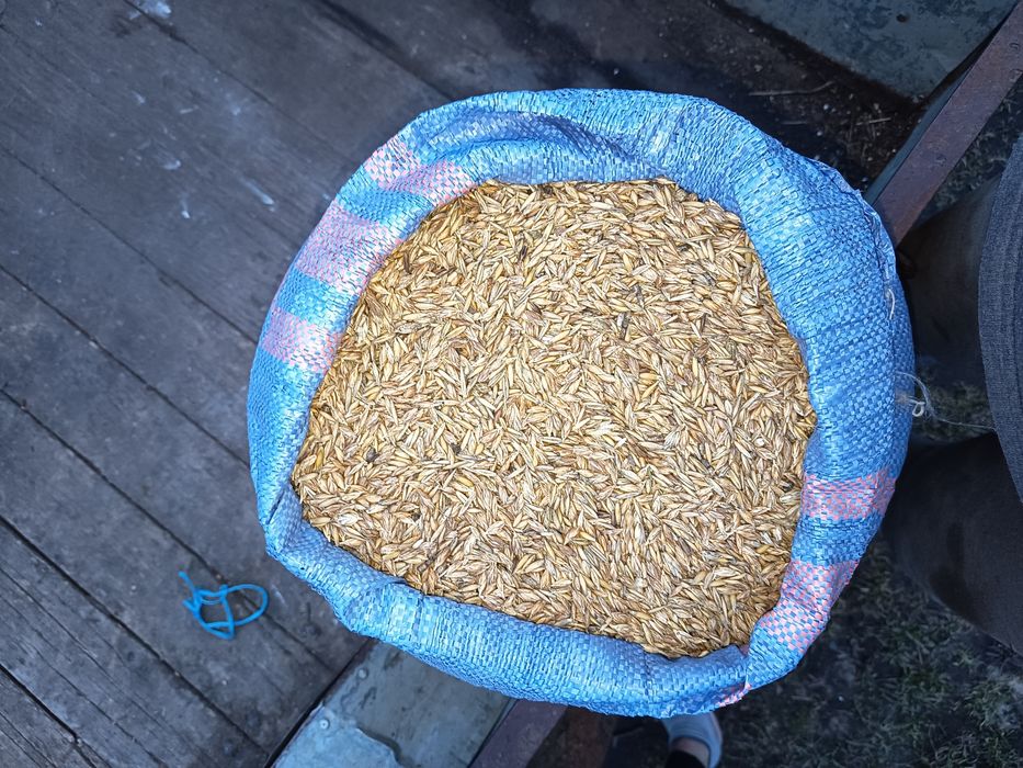 Pszenica płaskurka z certyfikatem