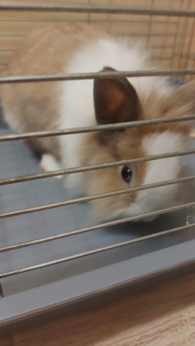 Зайчик декоративний