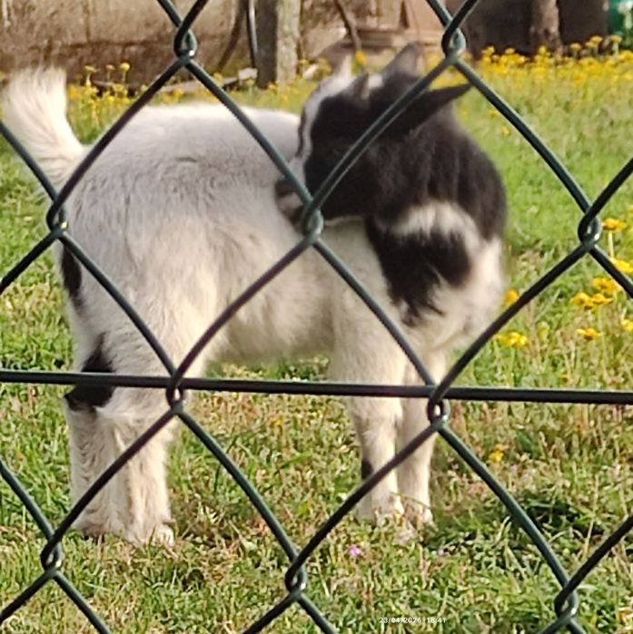 Cabras anás  2 meses e meio, já comem