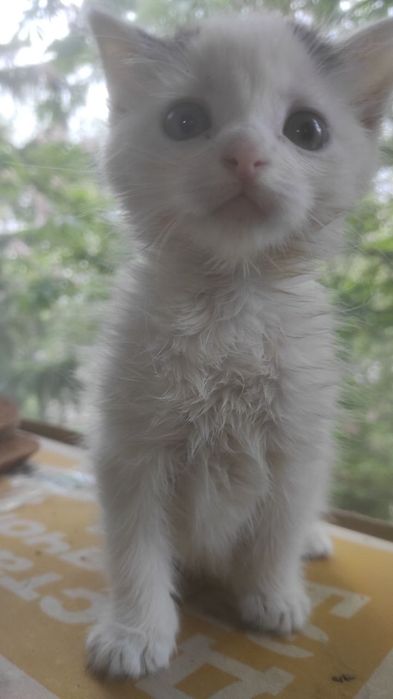 Котята за дякую !