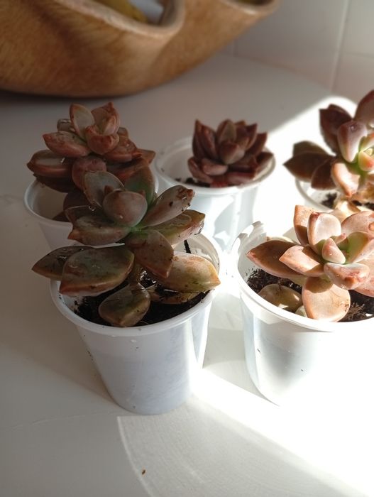 Plantas Suculentas