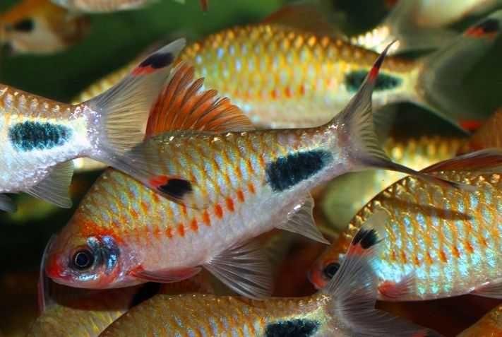 Brzanka czarnoplama Dawkinsia filamentosa AKWAWIN WYSYŁKA