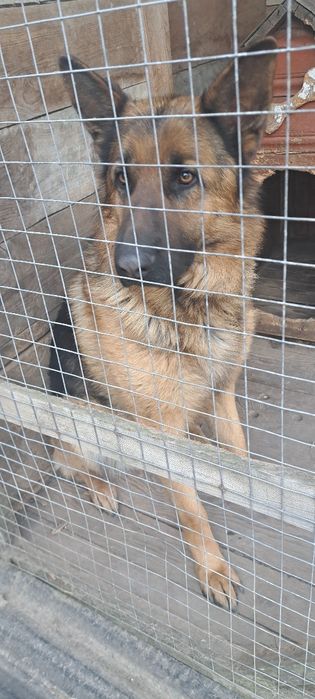 Німецька вівчарка. Вязка