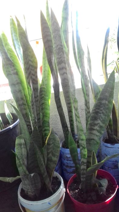 Espadas de São Jorge