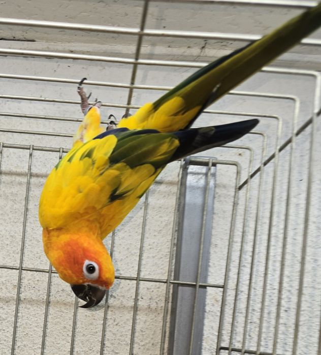 Aratiga sol muito bonita