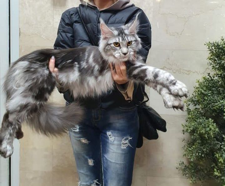 Настоящие Львы, котята Мейнкун