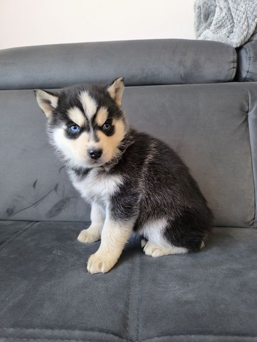 Husky suczka niebieskie oczka