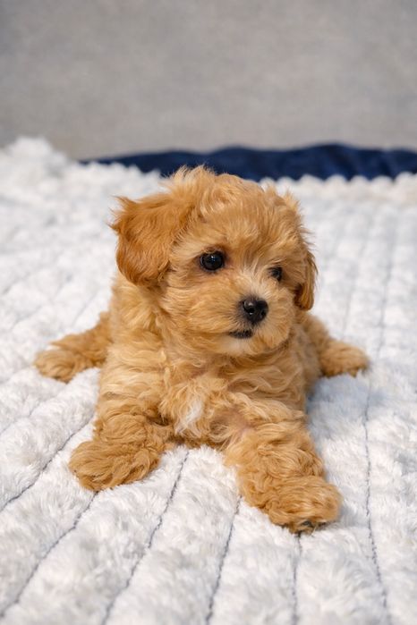 Мальтипу міні дітки