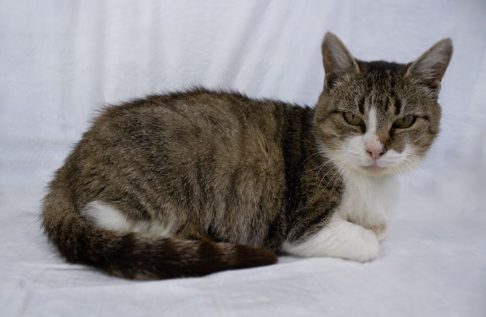 Маруся шукає дім.