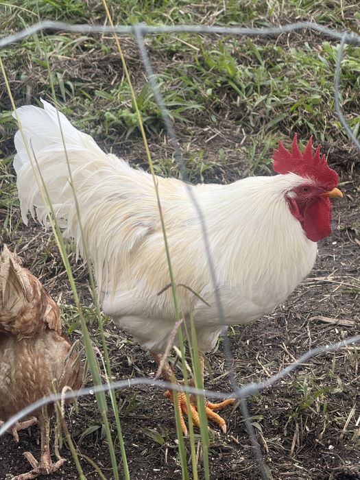 Vendo galo branco com 8 meses