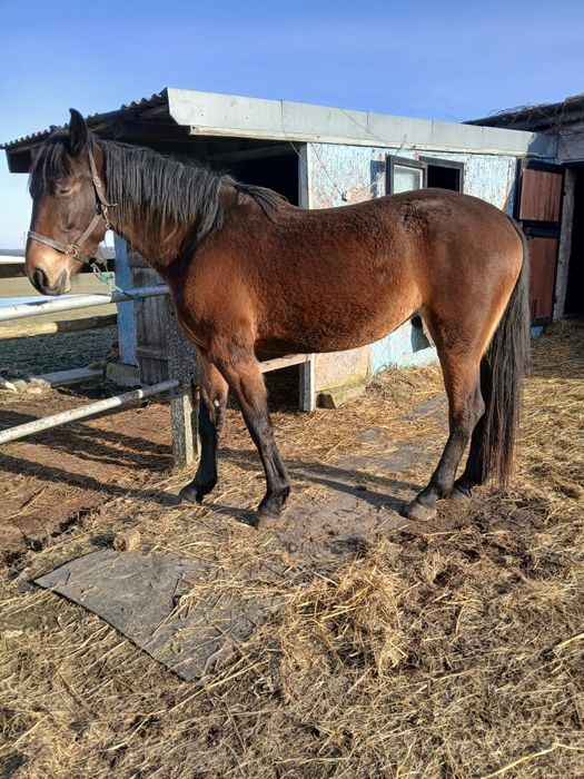 Sprzedam Klacz Śląską