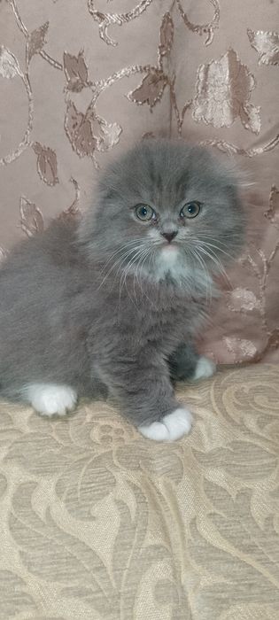 Шотландські кошенята