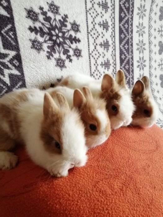 Sprzedam króliczki karzełki teddy miniaturowe młode