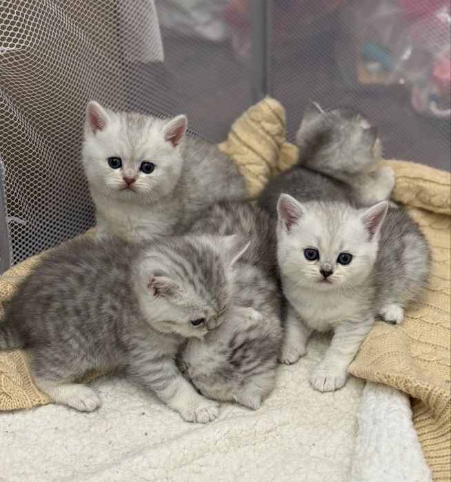 Кошенята Британська   , срібна шиншила киця кіт
