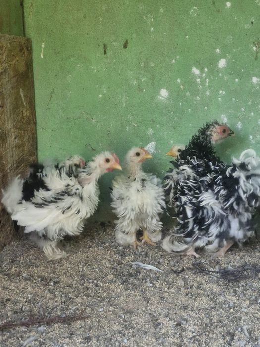 Pekin frisado jovens