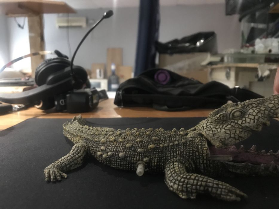 Крокодил череп аква