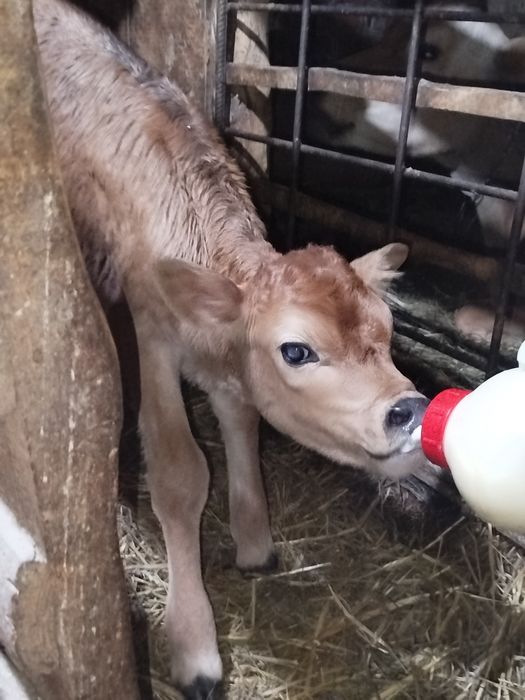 Джерсейський бичок.