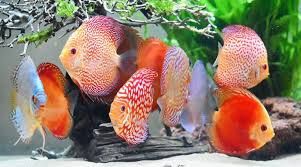 Vendo discus super premium