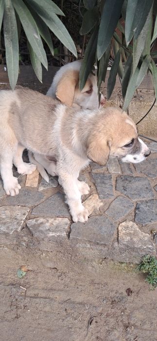 Cachorros cão de gado transmontano puros