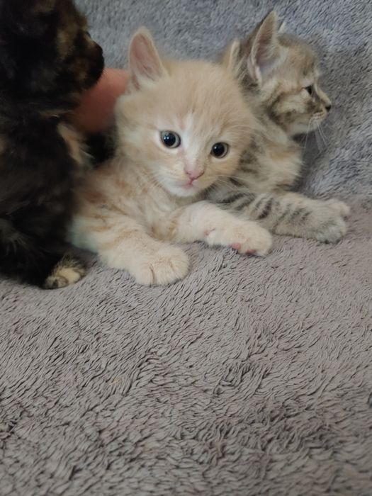 Віддамо в добрі руки кошенят.
