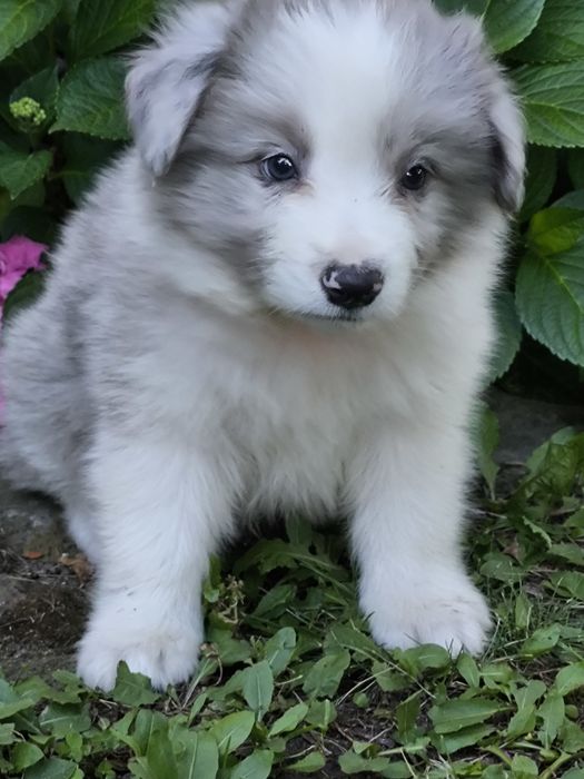 Border collie ZKWP FCI piesek blue merle