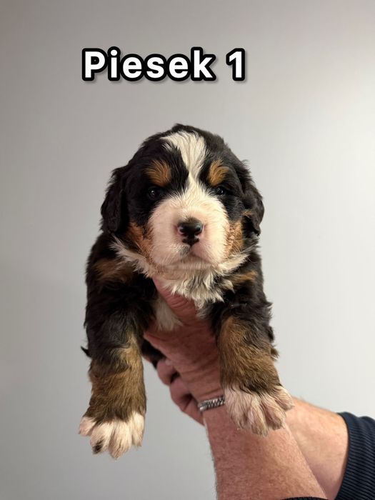 Bernenski pies pasterski