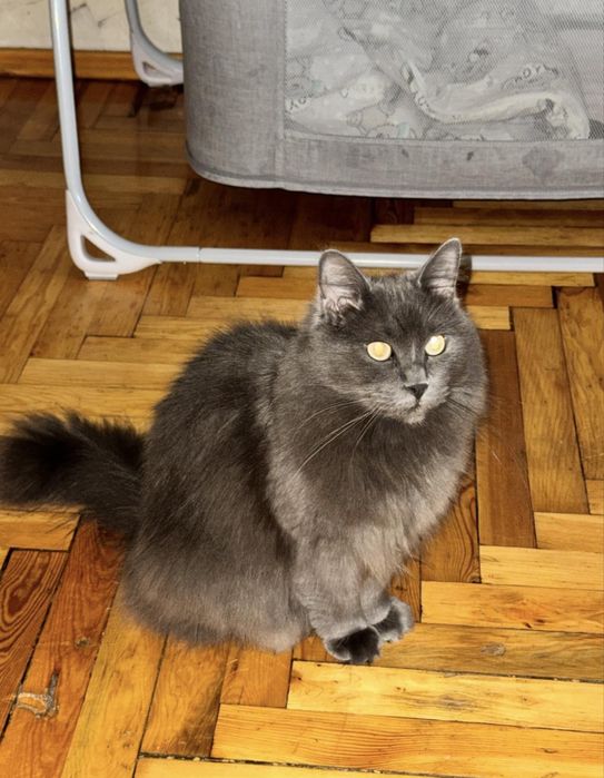 Отдам даром котика