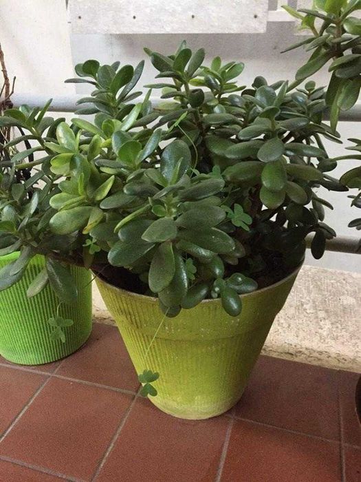 Novas plantas variadas