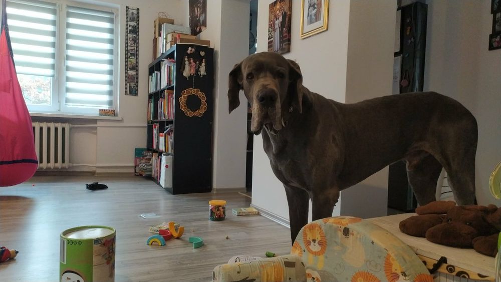 Dog niemiecki do adopcji, błękitny FCI, samiec