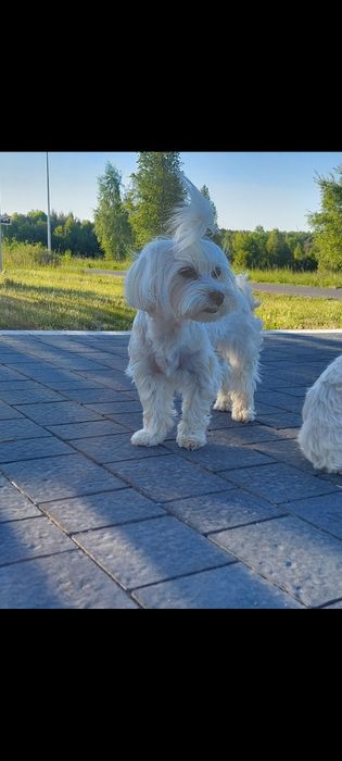 Maltipoo suczka kremowa