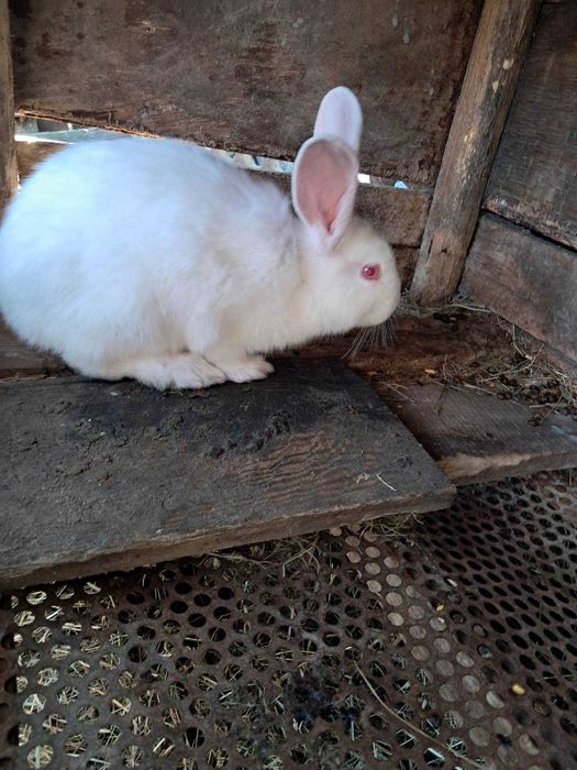 продам кроликів Бабочка, Панон, Строкач